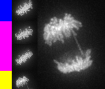 ico_mitosis